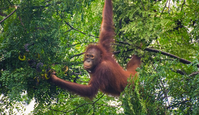 Orangutan in Sepilok Borneo